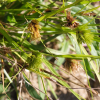 carex_bohemica2md (Carex bohemica)