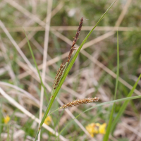 Carex flacca (Laîche glauque)