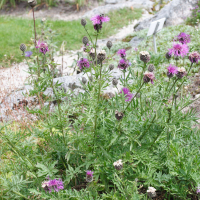 Centaurea alpestris (Centaurée alpestre)