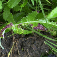 Cystiphora taraxaci (Cystiphora du pissenlit, Galle du pissenlit)