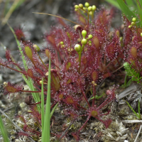 drosera_intermedia2md (Drosera intermedia)