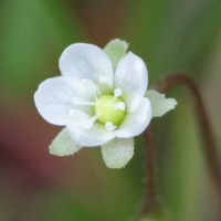 drosera_rotundifolia7bd (Drosera rotundifolia)