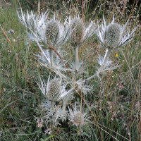 eryngium_spinalba3md (Eryngium spinalba)