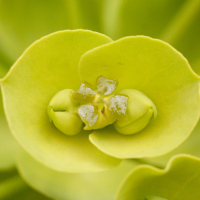 Euphorbia_nicaeensis