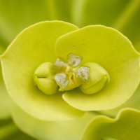 Euphorbia_nicaeensis (Euphorbia nicaeensis)