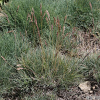 Festuca glacialis (Fétuque des glaciers)