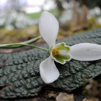 galanthus_nivalis3md