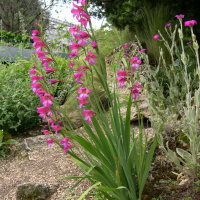 Gladiolus gallaecicus (Glaïeul d'Illyrie)
