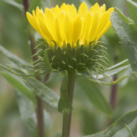 grindelia_robusta3md