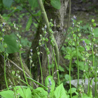 Hyacinthoides_non-scripta ssp. non-scripta