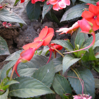 impatiens_hawkeri3md