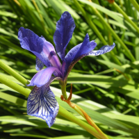 iris_sibirica2md