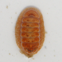 Leptochiton scabridus (Chiton)