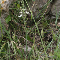 Loncomelos narbonense (Ornithogale de Narbonne)