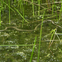 Natrix helvetica (Couleuvre à collier, Couleuvre helvétique)