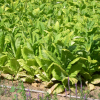Nicotiana tabacum (Tabac)