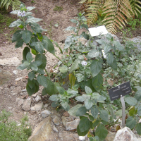 Normania citriodora (Normania)