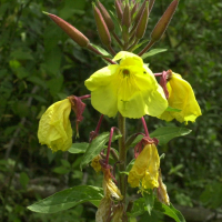 Oenothera_glazioviana f. rubricalyx