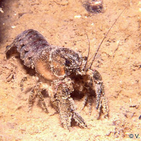 orconectes_limosus1vm