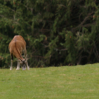 Ovis gmelinii ssp. musimon (Mouflon, Mouflon de Corse)