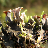 peltigera_rufescens2md