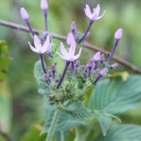 pentas_lanceolata5md