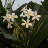 plumeria_acuminata2md