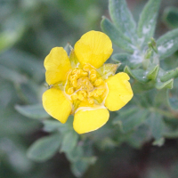 potentilla_fruticosa2bmd