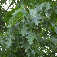 quercus_rubra2md