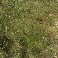 Schoenus nigricans (Choin noirâtre)