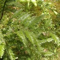 Sequoia sempervirens (Séquoia)