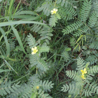 Tribulus cistoides (Pagode, Herbe-pagode)