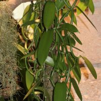 vanilla_planifolia1md (Vanilla planifolia)