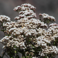 ageratina_anisochroma6md (Ageratina anisochroma)