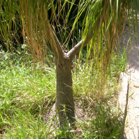 beaucarnea_recurvata2md (Beaucarnea recurvata)