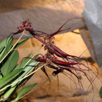 bulbophyllum_wendlandianum2md (Bulbophyllum wendlandianum)