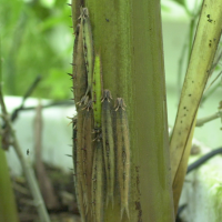 caligo_memnon_ch2md (Caligo telamonius ssp. memnon)