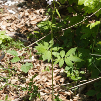 cardamine_bulbifera4md (Cardamine bulbifera)