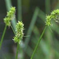 carex_vulpina2md (Carex vulpina)