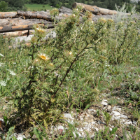 carlina_vulgaris5md (Carlina vulgaris)