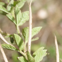 cleome_viscosa7md (Cleome viscosa)