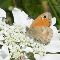 coenonympha_pamphilus4md (Coenonympha pamphilus)