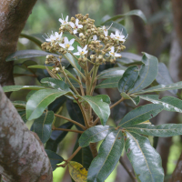 cossinia_pinnata2md (Cossinia pinnata)