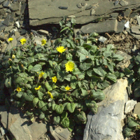 Crepis pygmaea (Crépide pygmée, Crépide nain)