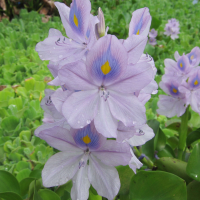 eichhornia_crassipes3bd