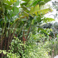 Heliconia collinsiana (Heliconia, Héliconie, Balisier)