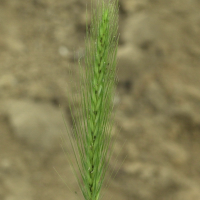 hordeum_murinum2md