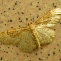 idaea_rusticata4md