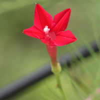 ipomoea_quamoclit3md