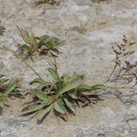 Limonium auriculiursifolium (Statice)
